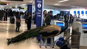 United Airlines-Emotional Support- Peacock